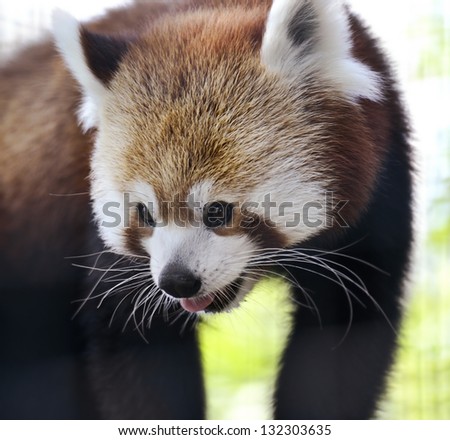 Red Panda Portrait,Close Up
