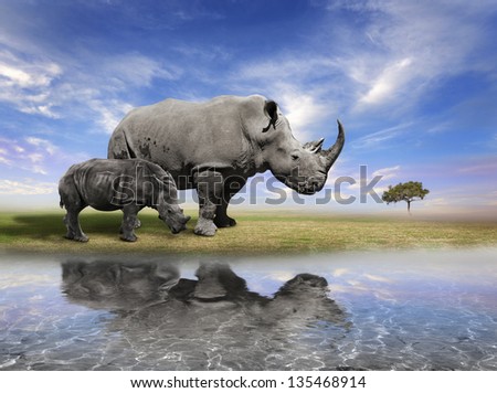 Mother Rhino And A Calf With Water Reflection