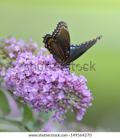 Red-Spotted Purple Admiral Butterfly On The Butterfly Bush