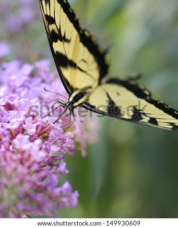 Eastern Tiger Swallowtail Butterfly On A Purple Butterfly Bush