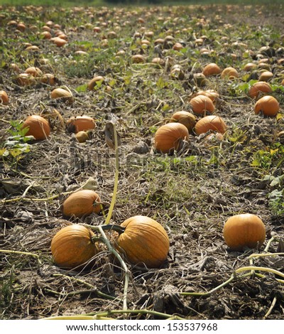 Autumn Pumpkin Patch. A Pumpkin Patch Ready To Be Harvested