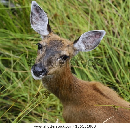 Whitetail Deer Female Looking At The Camera