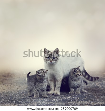 Homeless Kittens  Beside Their Mother Cat