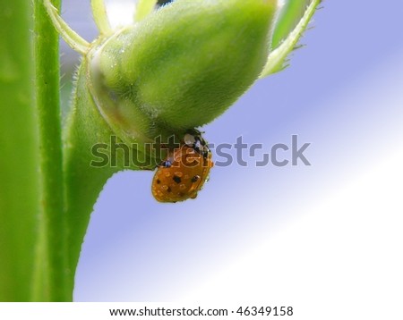 lady bug on a plant