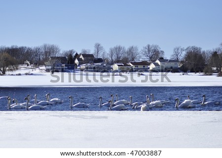 swans on a winter lake