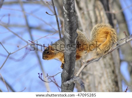 tree squirrel