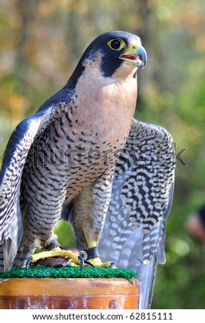 Peregrine Falcon for sports hunting