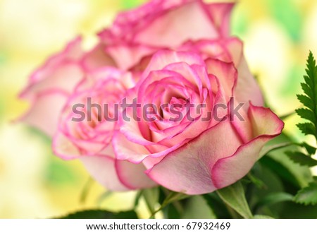 fresh pink roses