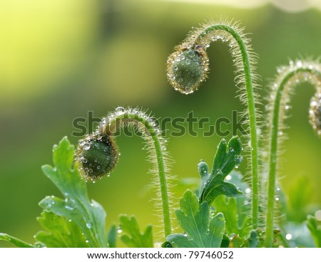 poppy flower buds with water drops in the early morning, close up