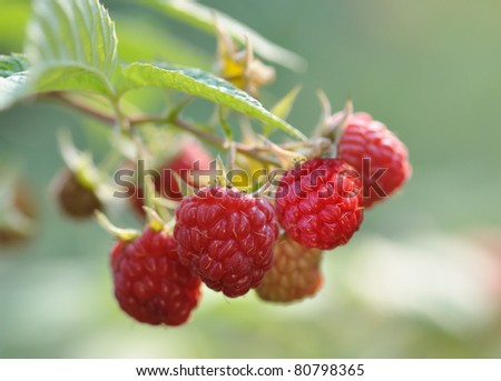 fresh red and green raspberries in a bush