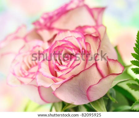fresh pink roses , close up shot for background