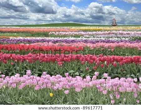 A Field Of Colorful Tulips Against A Blue Sky