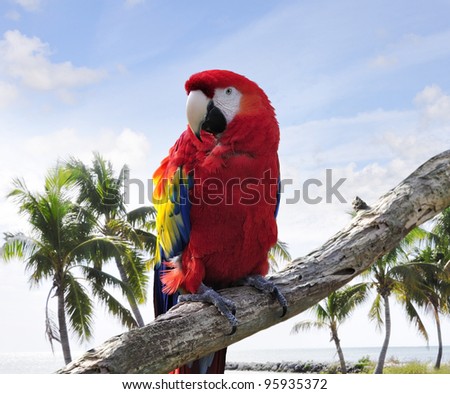 Colorful Parrot Sitting On A Branch
