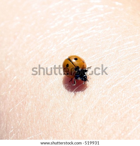 this is an image of a small ladybug crawling across my son\'s right arm.