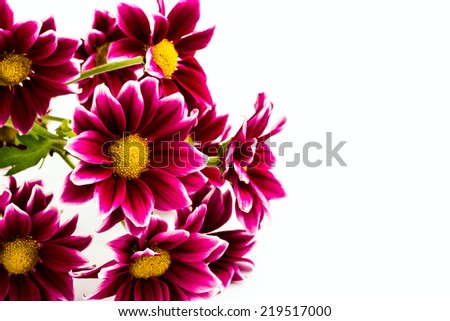 red chrysanthemum on white background