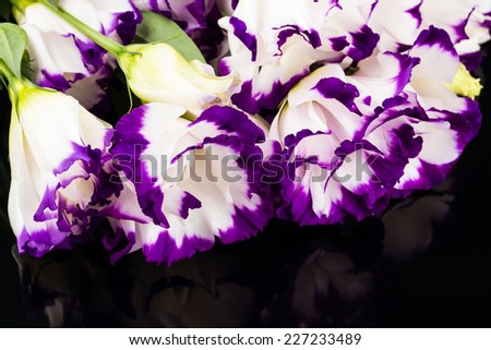 wonderfull white-purple lily on black background
