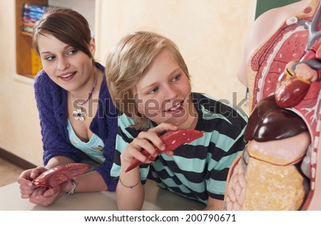 Girl and boy looking at human organs model holding artificial organs smiling