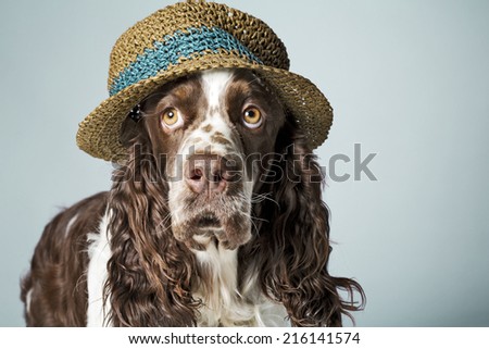 English springer spaniel with hat on