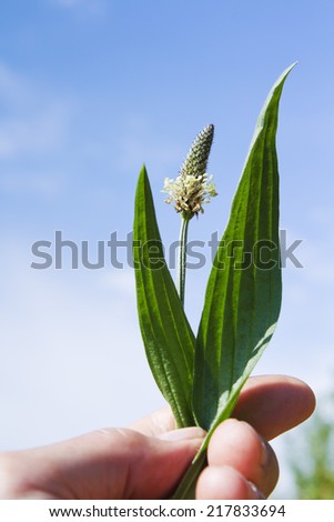 Hand holding flowering ribwort plantain flower and leaves against blue sky