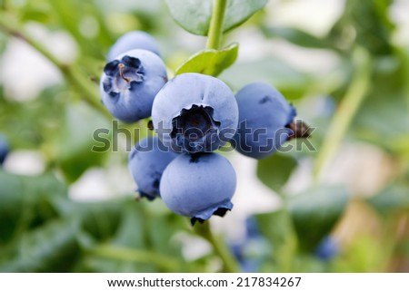 Ripe Blueberries on twig, outdoor, close up