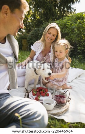 Young family having picnic in garden feeding strawberry to white jack russel