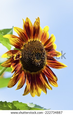 Red yellow sunflower against blue sky, close up