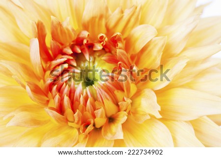 Extreme close up of yellow dahlia