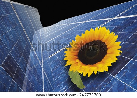 Sunflower against solar panels, close-up.