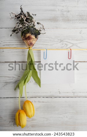 Tulip bulb and empty notepad hanging on ribbon