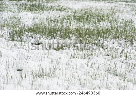 Austria, Salzburg, Blades of grass in snow