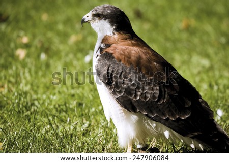 Germany, Hellenthal, Red-backed Hawk