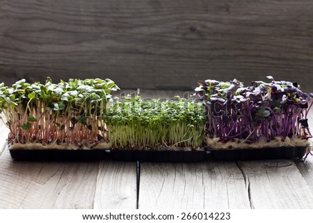 Red radish cress, garden cress and radish cress, sprouts on wood