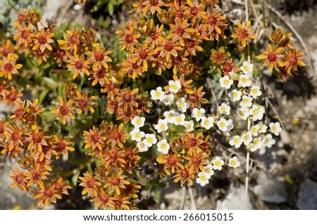 White and Yellow Mountain Saxifrage (Saxifraga paniculata) and Yellow Mountain Saxifrage (Saxifraga aizoides), close-up