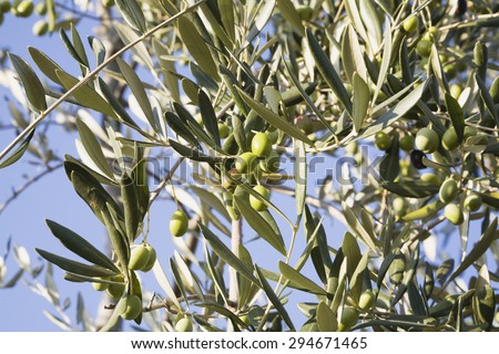 Italy, Tuscany, Olive tree