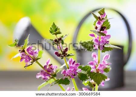 Spotted deadnettle and watering can