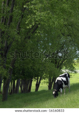 holstein dairy cow. stock photo : A Holstein dairy
