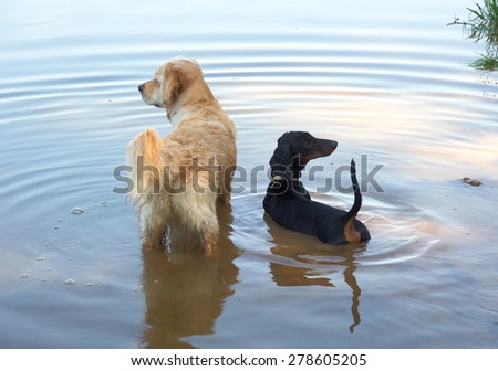 Golden retriever and dachshund on the lake