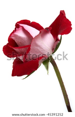 Beautiful red rose with stem