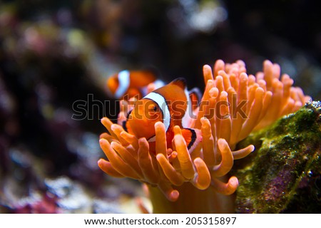 clownfish in marine aquarium