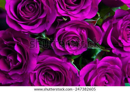 Purple natural roses background