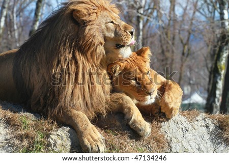 lions and lionesses. Lions+and+lionesses