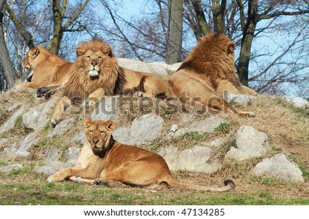 stock photo : a group of lions and lionesses