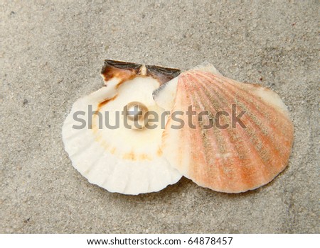 shell with pearl