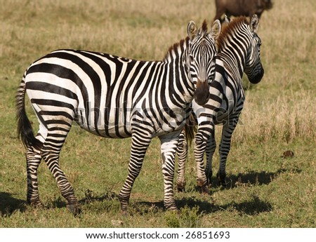 Zebras - African animals with white and black stripes.