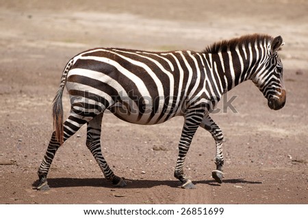 Zebras - African animals with white and black stripes.