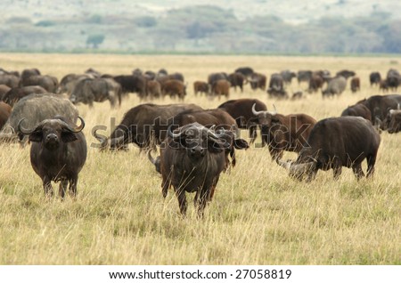 The African Buffalo or Cape Buffalo is a large African mammal