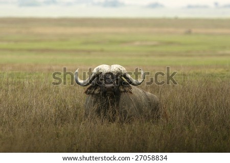 The African Buffalo or Cape Buffalo is a large African mammal