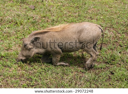 The warthog - wild member of the pig family that lives in Africa.