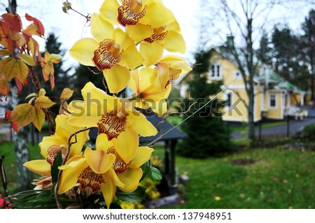 orchid flowers on a background of the garden house