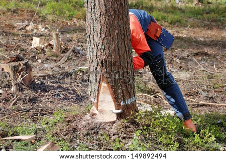 the woodcutter is cutting down a tree with a petrol saw